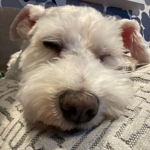 Meet your Posher, Dan